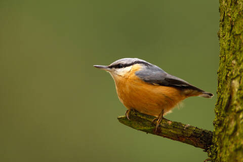 Nuthatch, sitta europaea, bird of the year 2006 in Germany stock photo