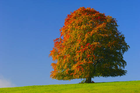 Germany, Bavaria, Beech tree in autumn stock photo
