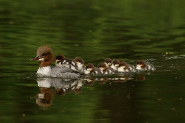 Ente und Entenküken in einer Reihe - EKF00583