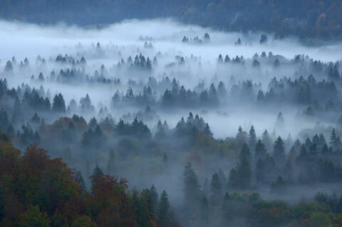 Wald im Nebel, Füssen, Bayern, Deutschland, Blick von oben, lizenzfreies Stockfoto