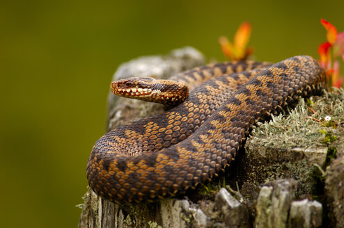 Adder, common viper, vipera berus - EKF00570