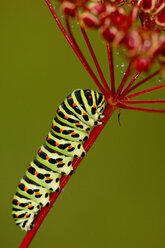 Caterpillar of the swallowtail butterfly, papilio machaon - EKF00565