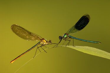 Zwei Libellen auf Blatt, Calopteryx splendens - EKF00556