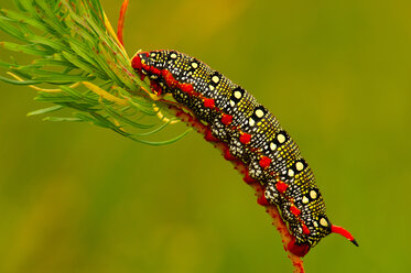 Caterpillar of celerio euphorbiae on a twig - EKF00554