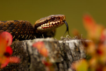 Kreuzotter, gewöhnliche Viper, auf einem Baumstamm liegend, Vipera berus - EK00571