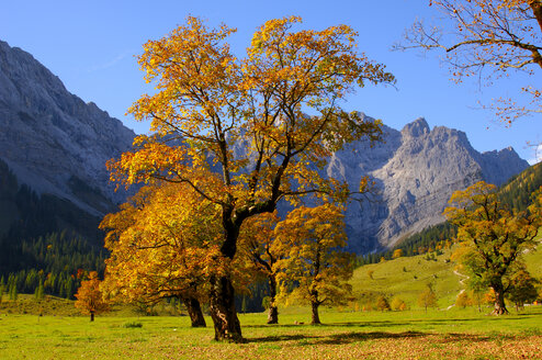 Maple tree in autumn - EK00568