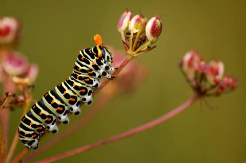 Caterpillar of swallowtail butterfly, close-up stock photo