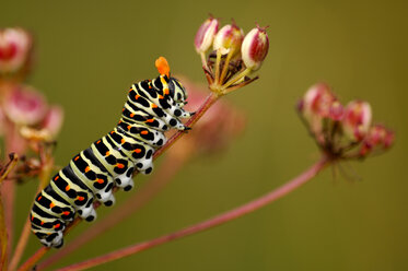 Caterpillar of swallowtail butterfly, close-up - EK00564