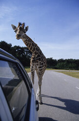 Giraffe, Hilvarenbeek, Safari-Park, Noord-Brabant, Netherlands - MSF01531