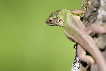 Emerald Lizard on tree trunk, close-up - EK00525