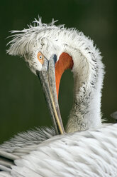 Dalmatian pelican, close-up - EK00514