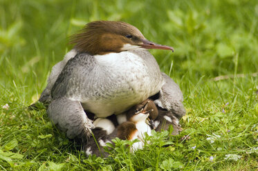 Gänsesäger mit Küken - EK00505