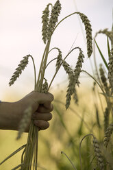 Child's hand holding wheat - CKF00117
