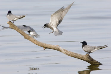 Terns sitting on branch in river, side view - EKF00541