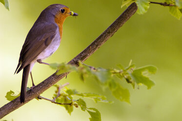 Robin perched on branch (Erithacus rubecula) - EKF00539