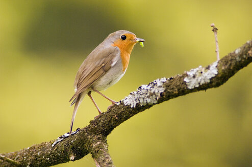 Rotkehlchen auf einem Ast (Erithacus rubecula) - EKF00535