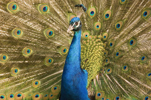 Pfau (Pavo cristatus) beim Zeigen des Gefieders, lizenzfreies Stockfoto