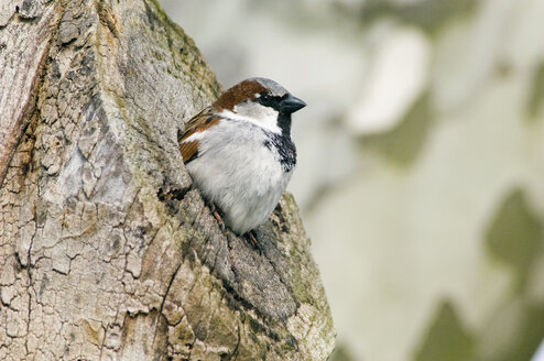 Sperling, passer domesticus - EKF00511