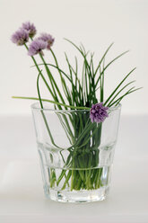 Chives in a glass - ASF01490