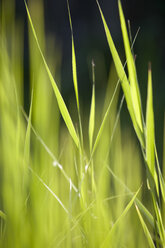 Grasses - WWF00043