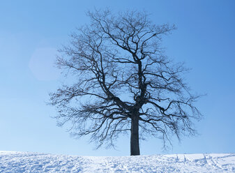 Kahler Baum im Schnee, Winter - PEF00440