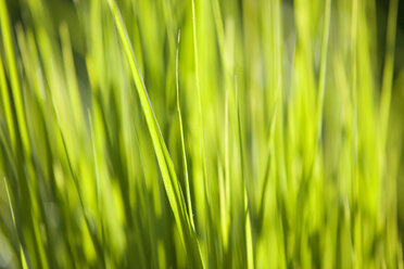 Grasses - WWF00042
