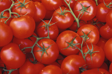 Fresh tomatoes, close up - THF00019