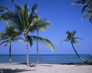 Big Island, Hawaii, Palm trees on beach - RMF00061