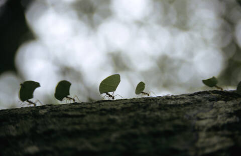 Ants carrying leaves on bark stock photo