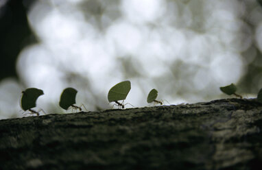 Ants carrying leaves on bark - PE00381