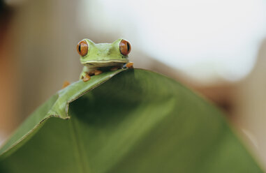 Frosch auf einem Blatt sitzend, Costa Rica - PE00380