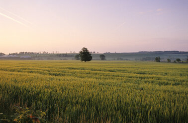 Germany, Thuringia, field - MSF01652