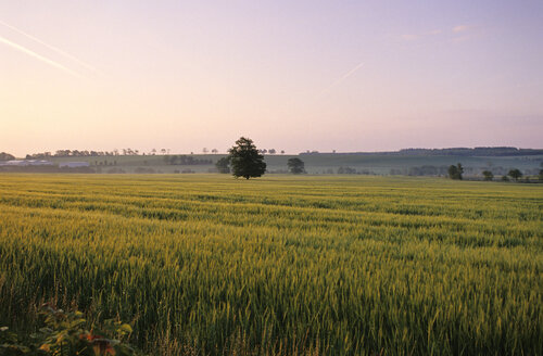 Deutschland, Thüringen, Feld - MSF01652