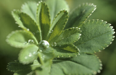 Lady's mantle, close-up - CRF00738