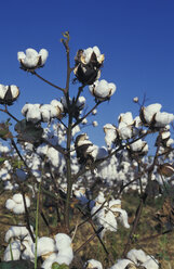 USA, Mississippi, Cotton field - AGF00496