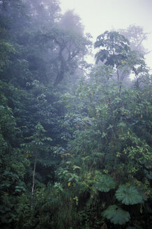 Nebelwald, Costa Rica - AGF00470