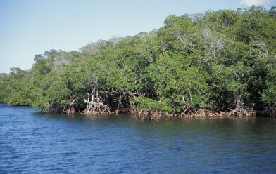 Mangroven tropische Küste, Brasilien - AGF00466