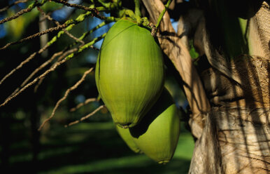 Green coconuts hanging from tree - AGF00457