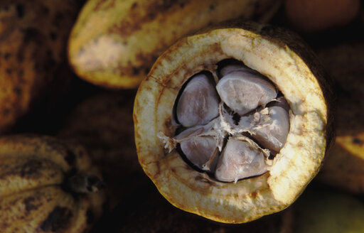 Theobroma cacao offene Schote - AGF00450