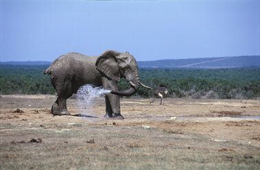 Elefant und Strauß am Wasser ganz - THF00094