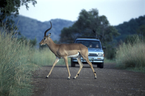 Antilope, die die Straße überquert - THF00092