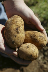 Fresh harvested potatoes - THF00078