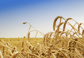 Wheat spikes, East Frisia, Germany - BSF00083