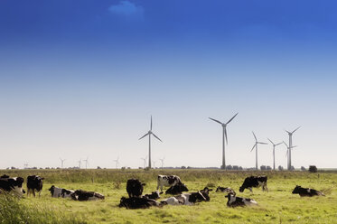 Kühe auf einer Wiese mit Windmaschinen - BSF00068