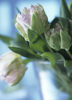 Parrot tulips - HOEF00016