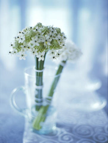 Ornithogalum in Vase, lizenzfreies Stockfoto