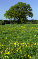 Deutschland, Bayern, Baum auf Sommerwiese - GNF00690