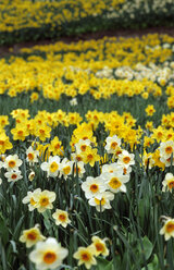 Daffodils - GNF00680