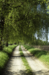 Deutschland, Bayern, Allee - GNF00677