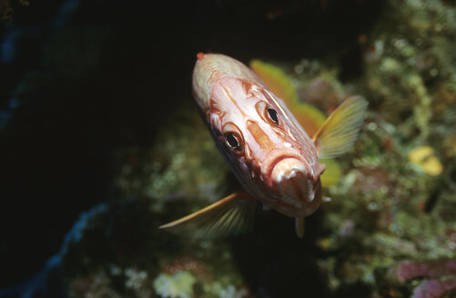 Riesenhörnchenfisch, Sargocentron spiniferum - GNF00657